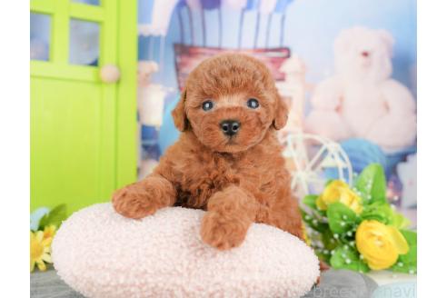 成約済の千葉県のトイプードル-377506の4枚目